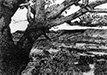 Black Mountains with Oak Tree, LLandefalle, Charcoal on Swanson Cartridge, 59.5 x 84.2 cm, 2008